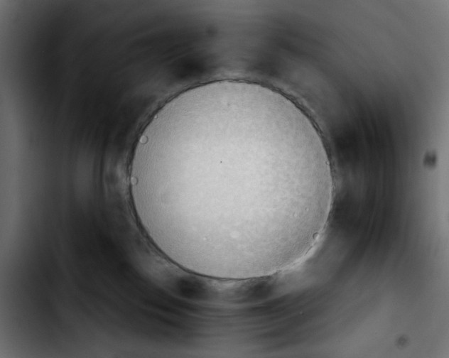X0000103930186200810311526