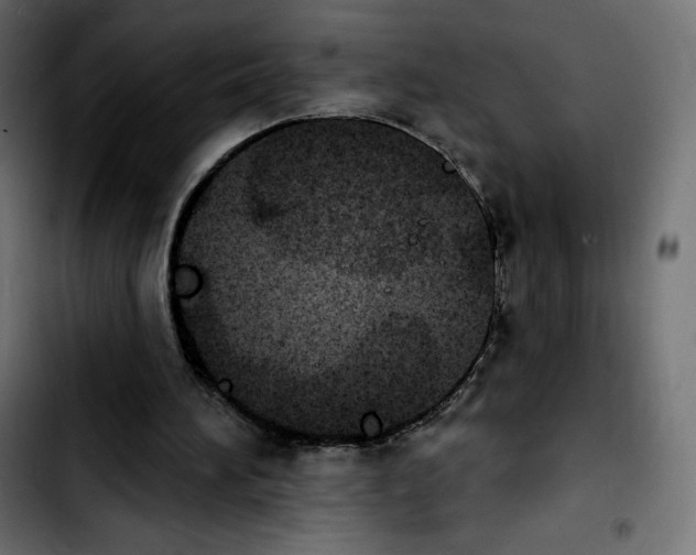 X0000103930196200810311525