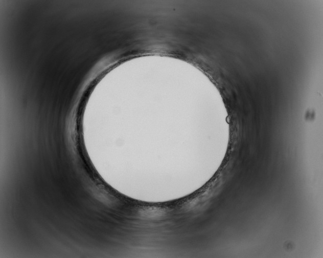 X0000103930198200810311525