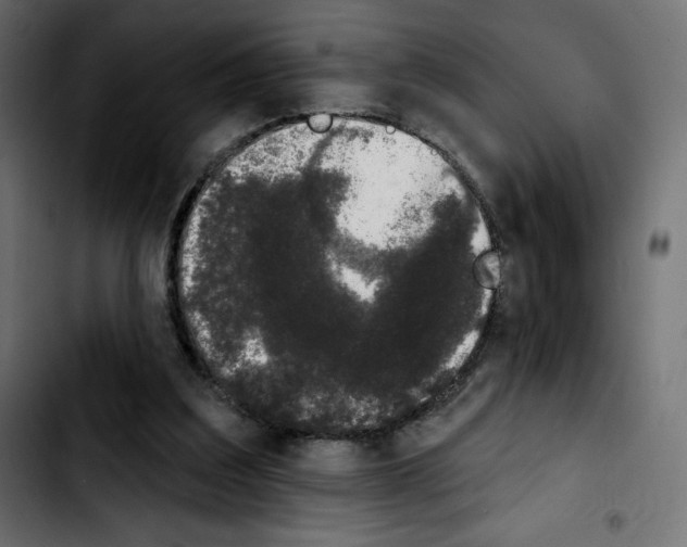 X0000103930203200810311525