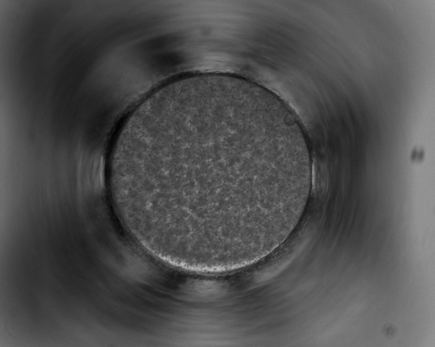 X0000103930205200810311525
