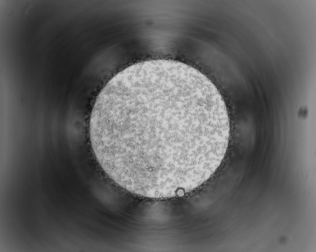 X0000103930320200810311523