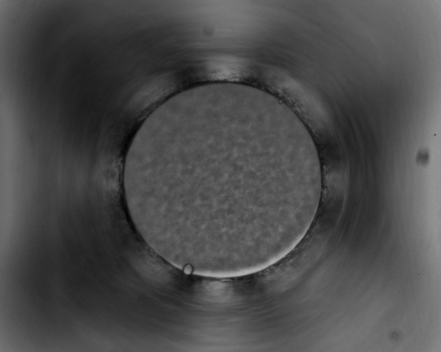 X0000103930325200810311523