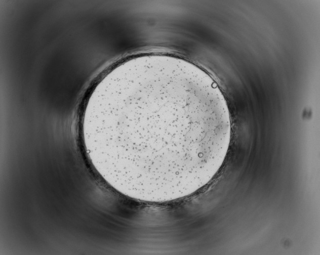 X0000103930350200810311522