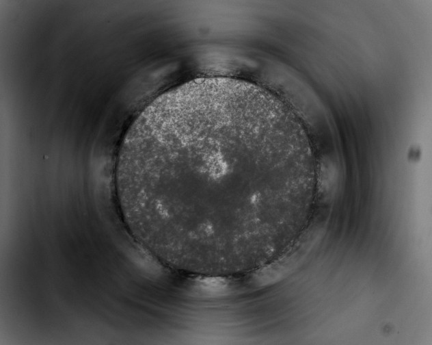 X0000103930409200810311522