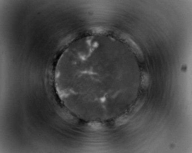 X0000103930419200810311521