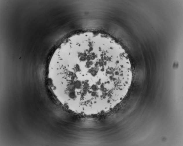 X0000103930448200810311521