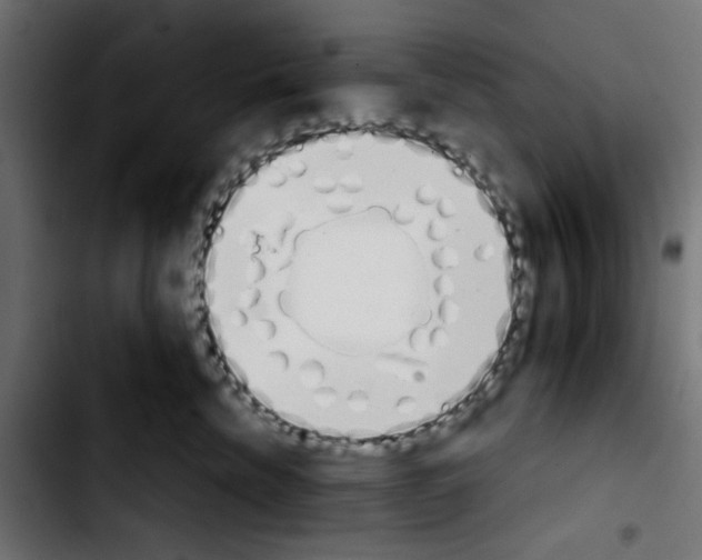 X0000103930476200810311521