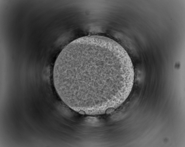 X0000103930519200810311520
