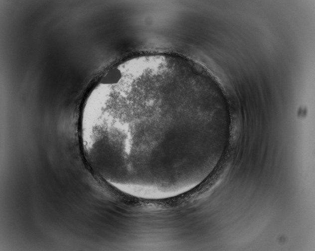 X0000103930585200810311519