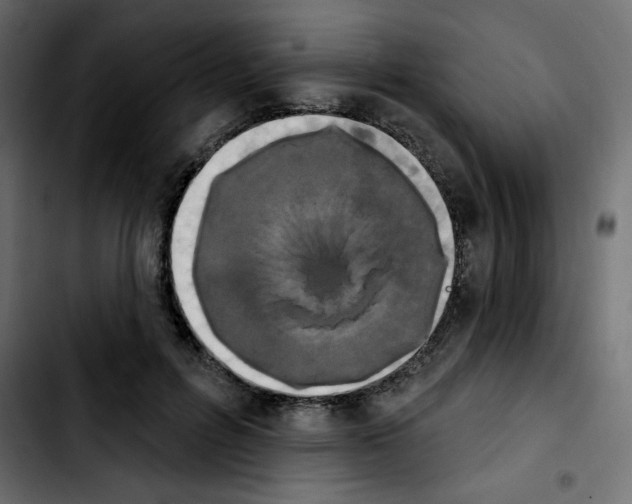 X0000103930600200810311519