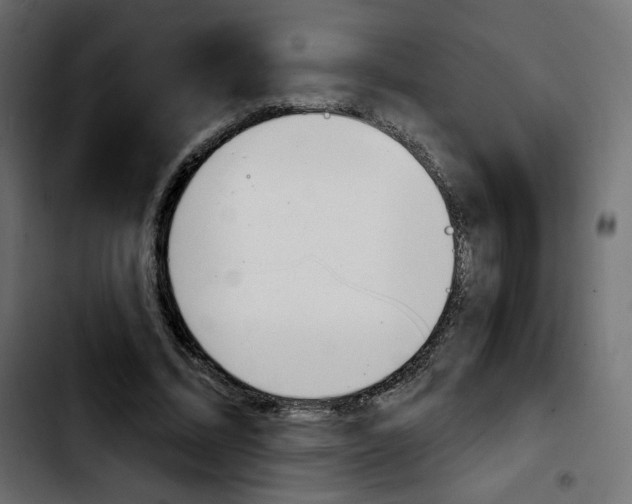 X0000103930684200810311517