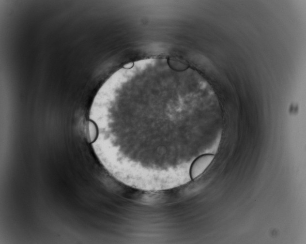 X0000103930720200810311517