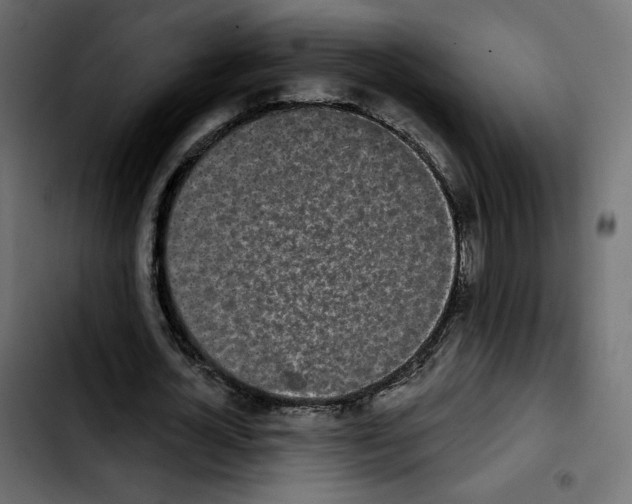 X0000103930724200810311516