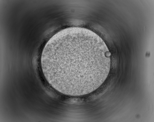 X0000103930736200810311516