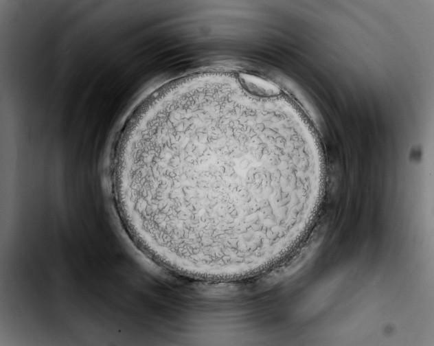 X0000103930851200810311515