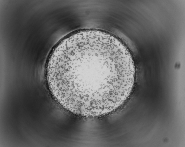X0000103930876200810311515
