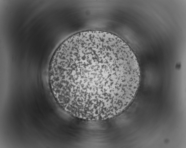 X0000103930904200810311514