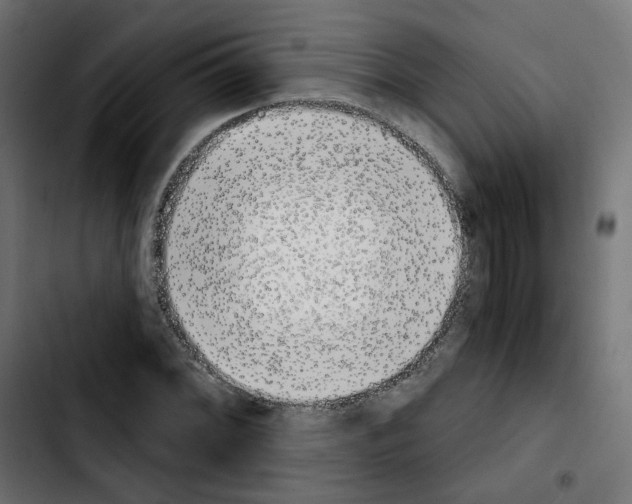 X0000103931068200810311512