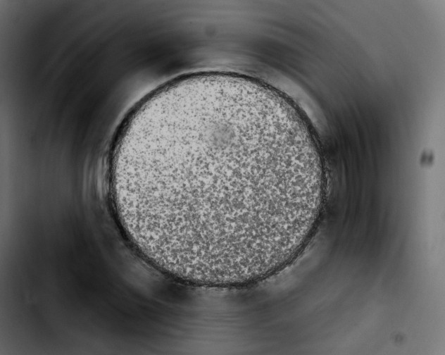 X0000103931069200810311512