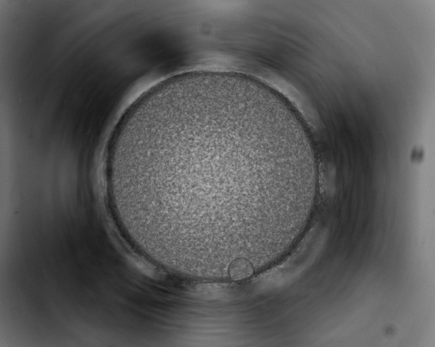 X0000103931078200810311512