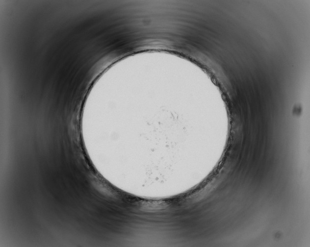 X0000103931129200810311511
