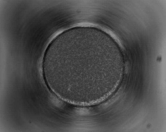 X0000103931229200810311510
