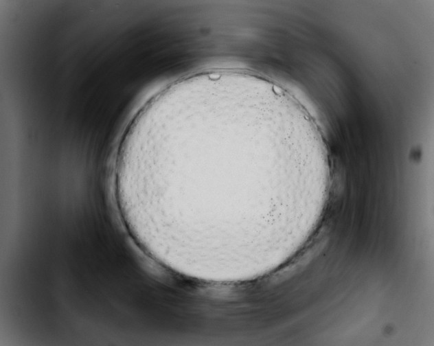 X0000103931245200810311510