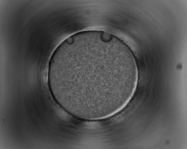 X0000103931276200810311509