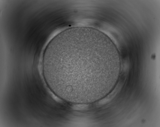 X0000103931294200810311508