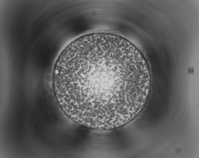 X0000103931296200810311508