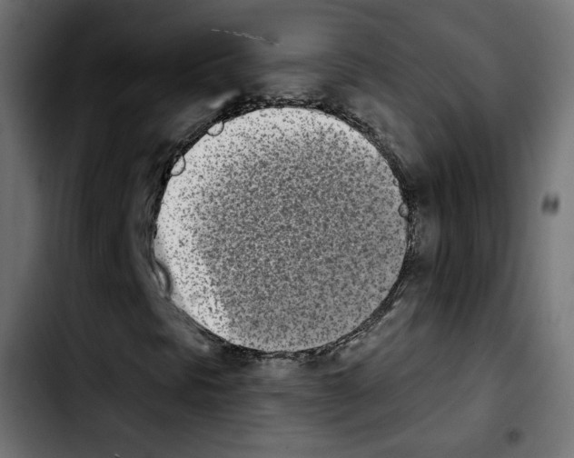 X0000103931297200810311508