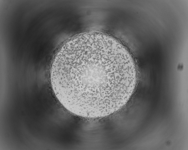 X0000103931308200810311508