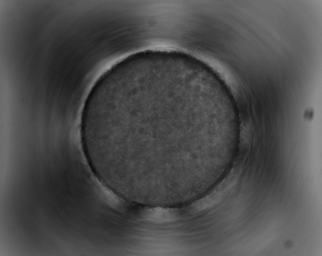X0000103931327200810311508