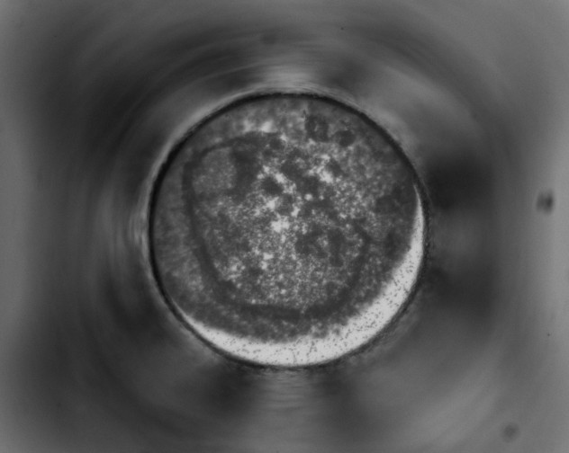 X0000103931334200810311508