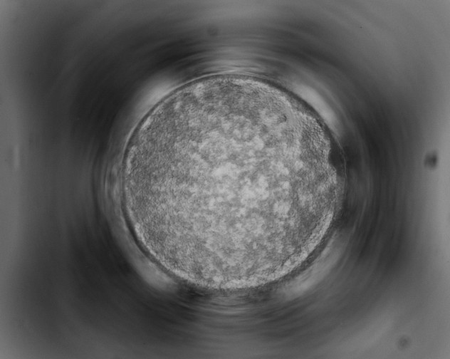 X0000103931338200810311508