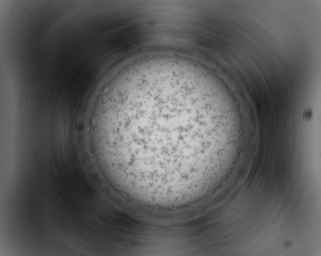 X0000103931340200810311508