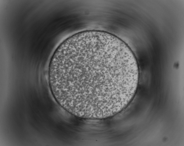 X0000103931342200810311508