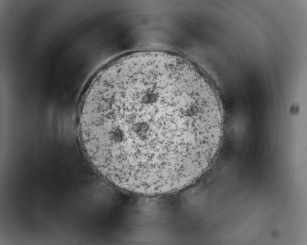 X0000103931364200810311507