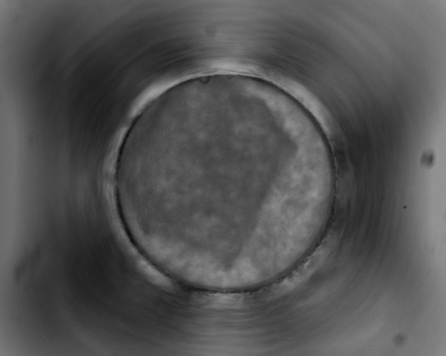 X0000103931381200810311507