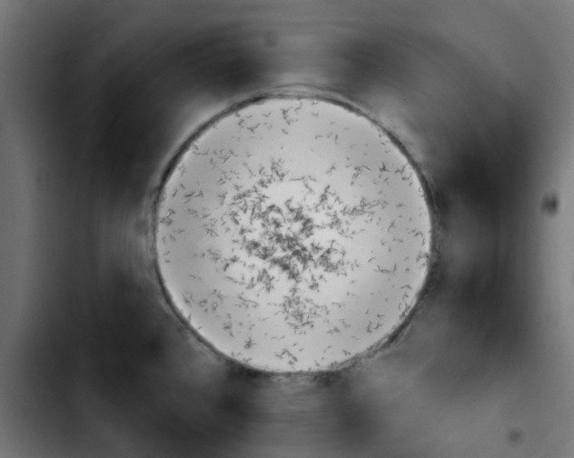 X0000103931384200810311507
