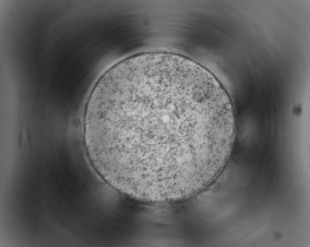X0000103931388200810311507