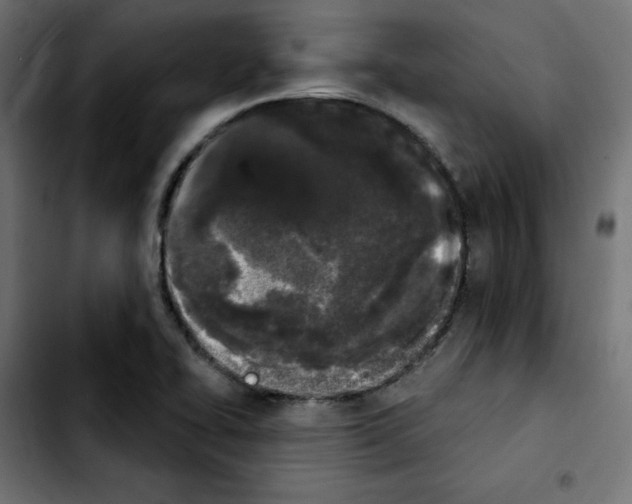 X0000103931414200810311507