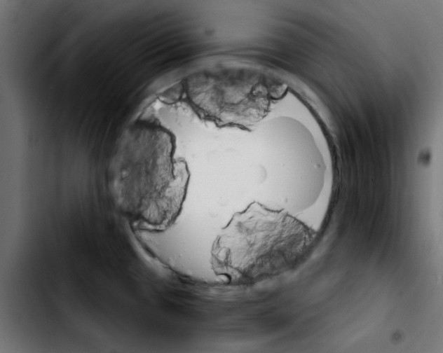 X0000103931433200810311507