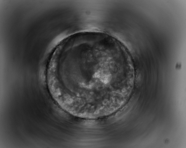 X0000103931455200810311506