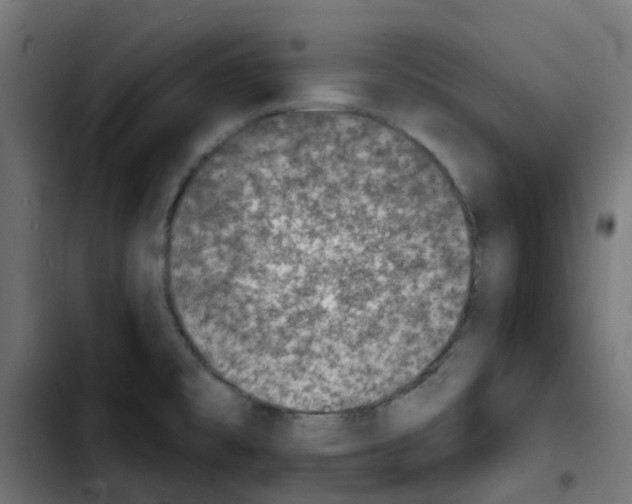 X0000103931477200810311506
