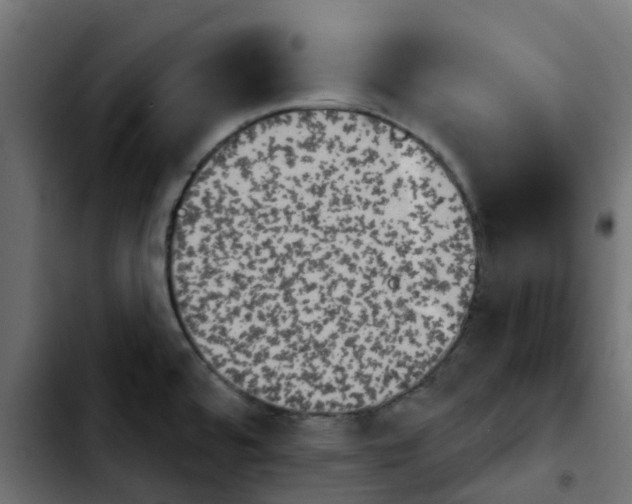 X0000103931480200810311506