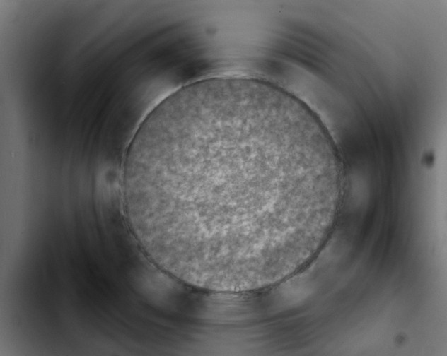 X0000103931481200810311506