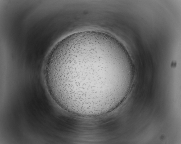 X0000103931500200810311505