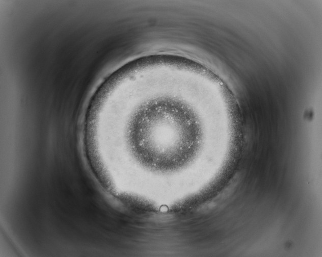 X0000103931525200810311505